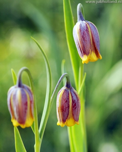 Cibuľoviny, Cibule korunovky, Fritillaria uva-vulpis
