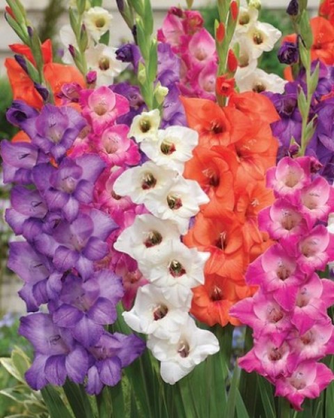 GLADIOLUS-GLAMINI-MIX-810