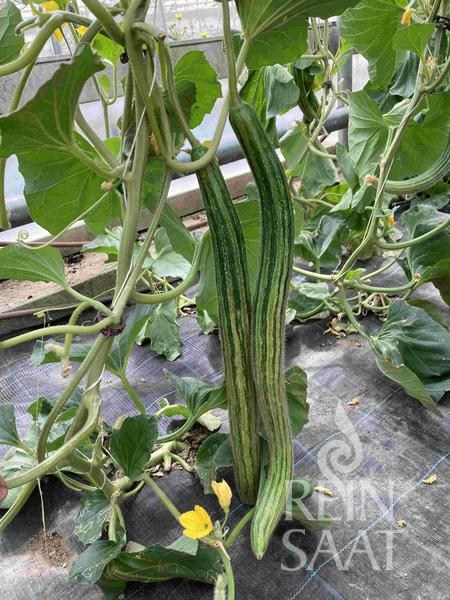 uhorkový melón, semená uhorky, 