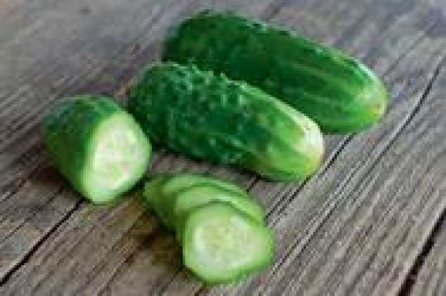 bio semená, bio uhorky, semená nakladačiek, semená uhoriek, bio semená uhoriek, reinsaat,  uhorky, 