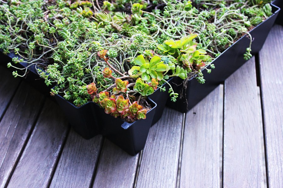 rozchodniky, seda, sedum, sedove koberce, zelene strechy, rastliny na zelene strechy, mobilná zeleň,