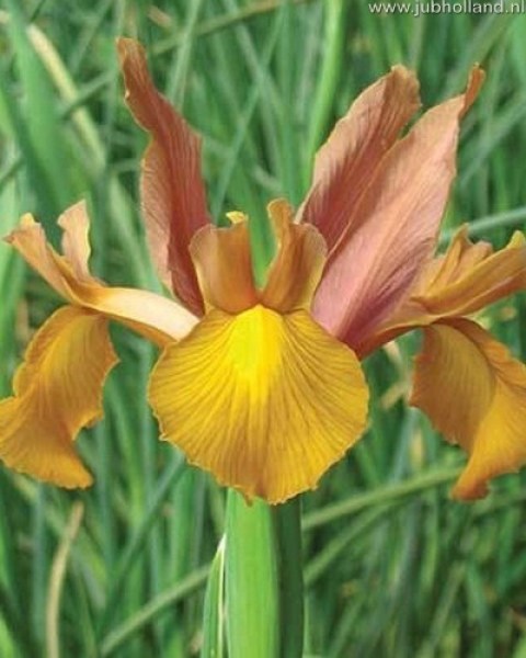 Cibuľoviny, irisy, Iris, Autumn Princess, kvety