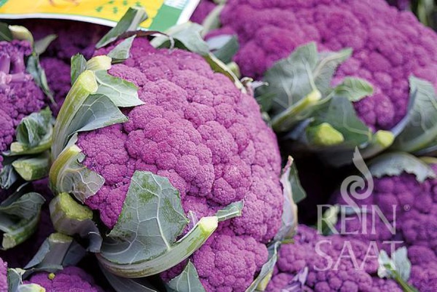 Ko057_Di_Sicilia_Violetto_web_600