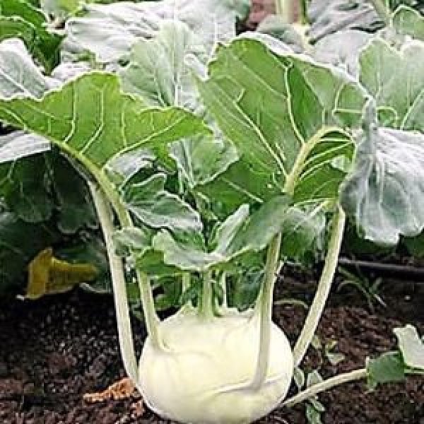 Kohlrabi-Neisse-F1-300x300