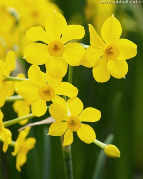 NARCISSUS-BABY-BOOMER-810