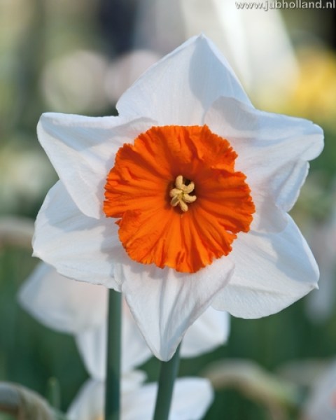 NARCISSUS-BELLA-VISTA-1416