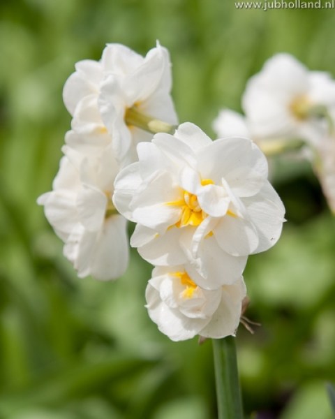NARCISSUS-BRIDAL-CROWN-1416