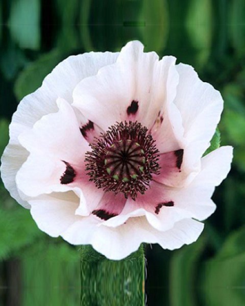 PAPAVER-PERRYS-WHITE-I4