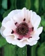 PAPAVER-PERRYS-WHITE-I4