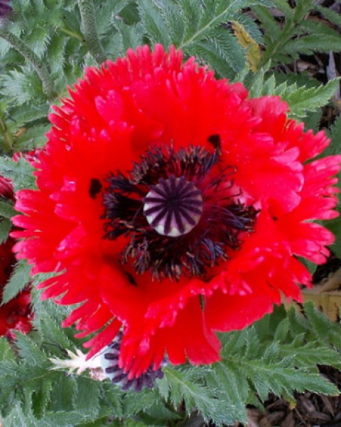 PAPAVER-TURKENLOUIS-I1
