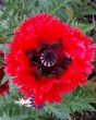 PAPAVER-TURKENLOUIS-I1