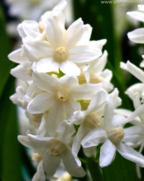 PUSCHKINIA-LIBANOTICA-ALBA-56