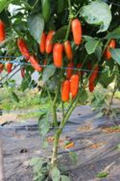 Pa078_RS-Pa-16.2_a80c323a6c