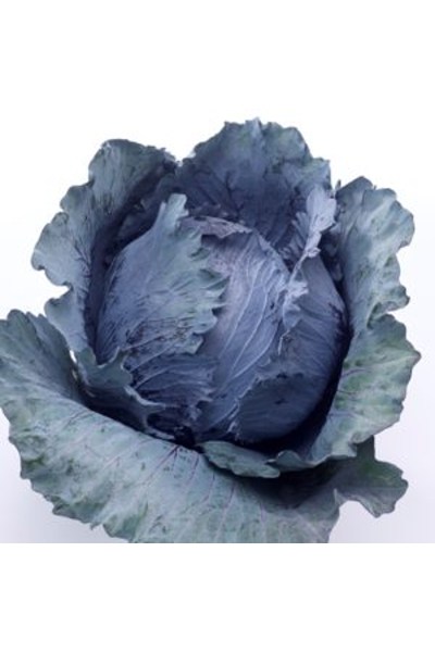 Red-Cabbage-Saluda-F1-Jos-Kok-300x300