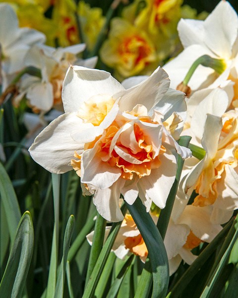 Narcis plnokvetý Replete