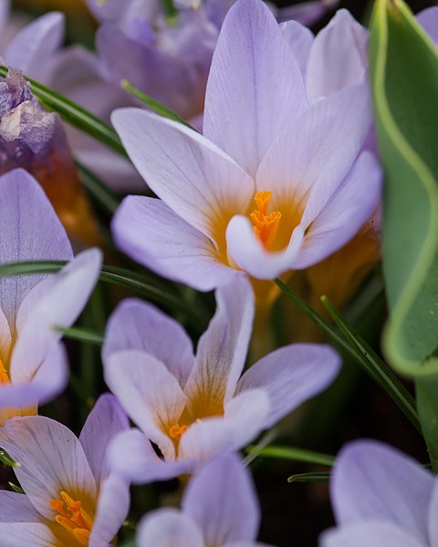 Krokus species etruscus Rosalind