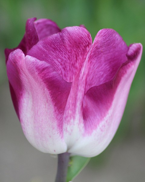 Tulipán triumph Shiun 