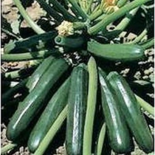 Squash-Ambassador-F1_500x0