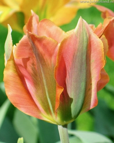 TULIPA-ARTIST-12