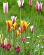 TULIPA-BOTANISCH-GEMENGD-6