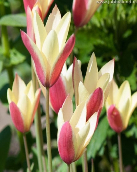 TULIPA-CLUSIANA-CYNTHIA-6
