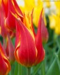 TULIPA-FLY-AWAY-12