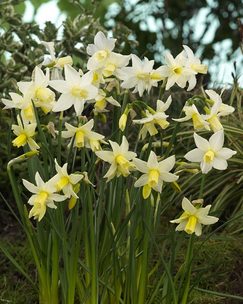 Narcis species Toto