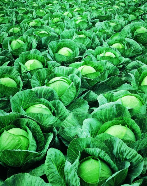 Kapustia biela, na spracovanie Vestri (Seminis)