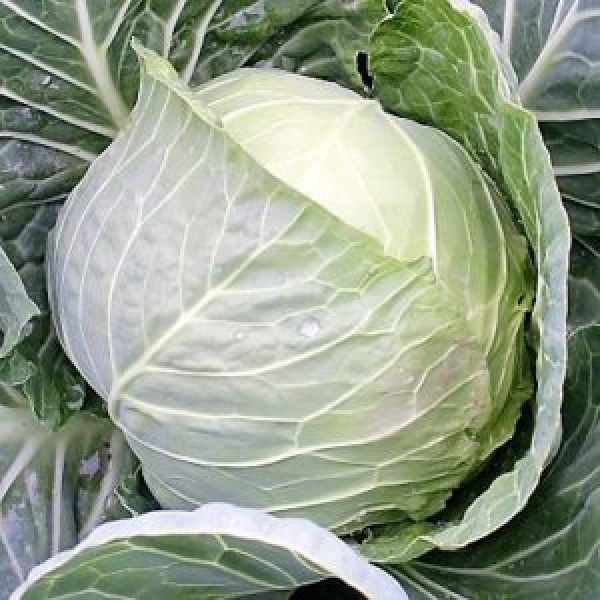 White-cabbage-Flight-F1