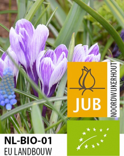 X-100-BIO-CROCUS-KING-OF-THE-STRIPED-78