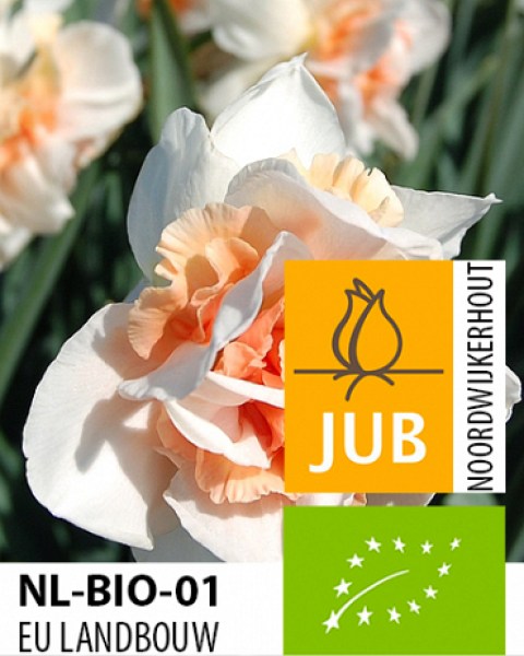 X-100-BIO-NARCISSUS-REPLETE-1214