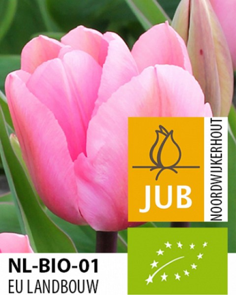 X-100-BIO-TULIPA-BIG-LOVE-1112