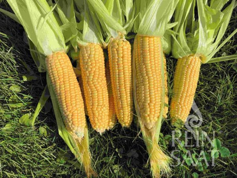 bio kukurica, bio semená kukurice, kukurica ashworth, reinsaat kukuruca, cukrová kukurica, bio semená, 