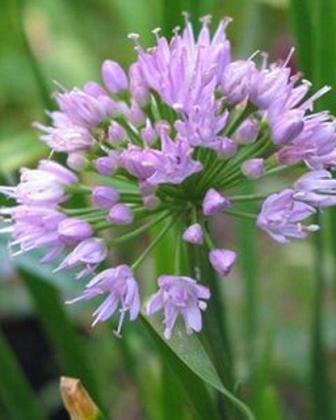 allium-millenium-i