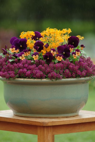 alyssum_easter_bonnet_violet