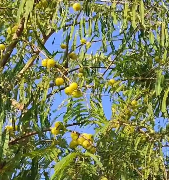Phyllanthus emblica, Amla Amalaki, indický egreš, amalaki, amalaky, AMLA semená, amalaki semená,