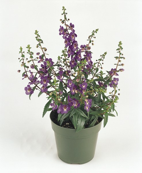 angelonia_serena_purple3