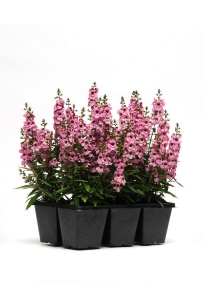 angelonia_serenita_pink