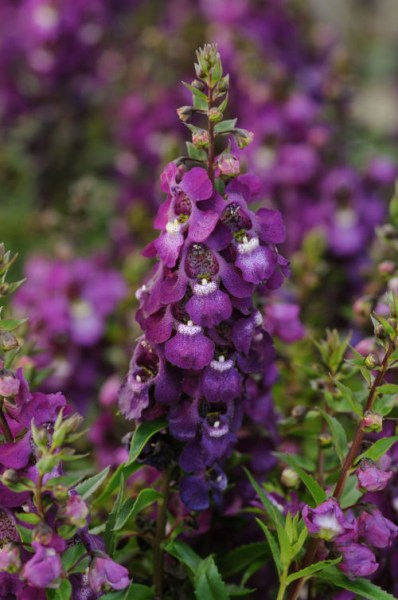 angelonia_serenita_purple