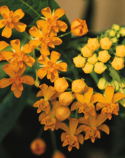 asclepias_silky_gold.jpg