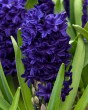 cibuloviny, cibule kvetov, kvetove cibule, hyacinty, hyacint, kvety, 