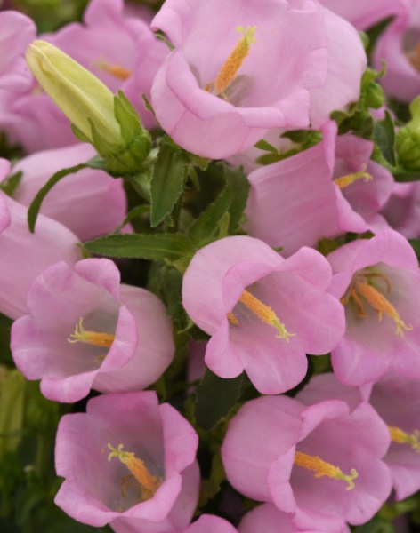 campanula_campana_pink.jpg