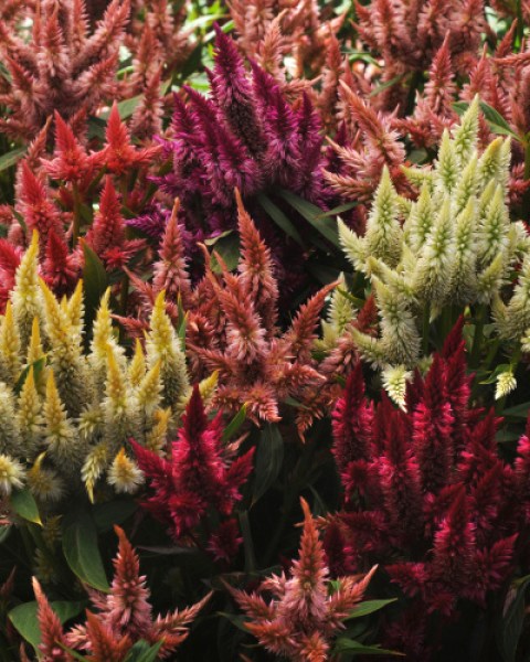 celosia_celway_mix.jpg
