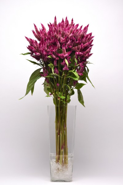 celosia_celway_purple.jpg