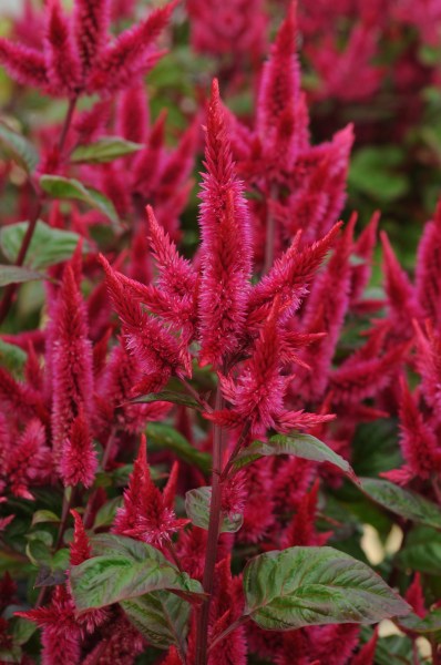 celosia_celway_red.jpg