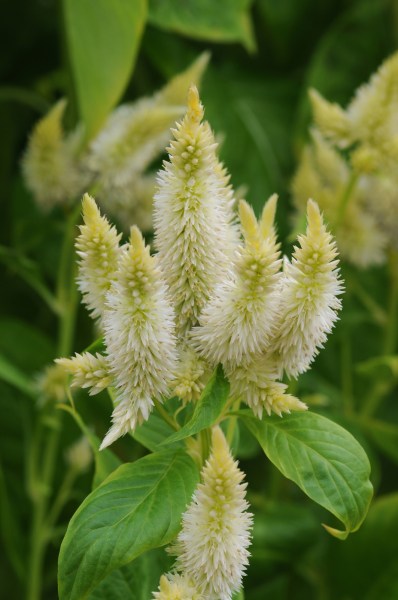 celosia_celway_white.jpg