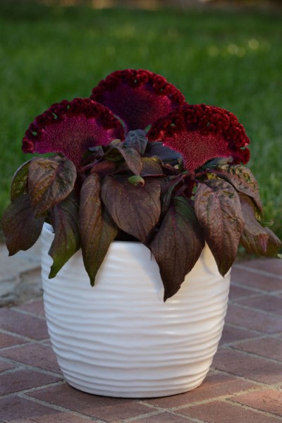 celosia_dracula2