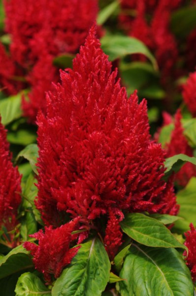 celosia_first_flame_red
