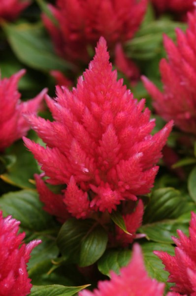 celosia_ice_cream_pink