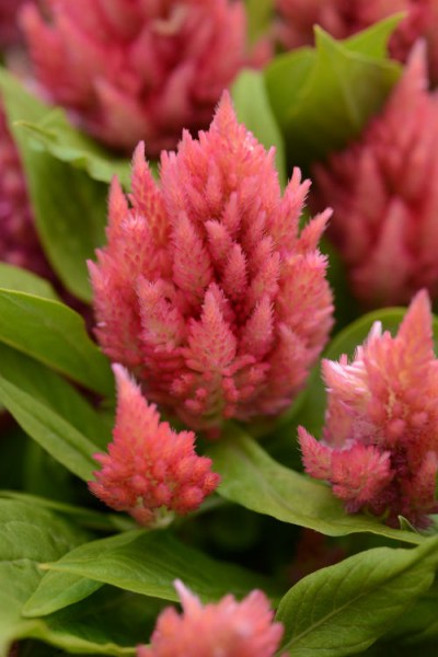 celosia_ice_cream_salmon2